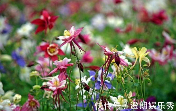 耧斗菜|4种花养家里,人养花,花也养人,花香四溢飘满屋,美