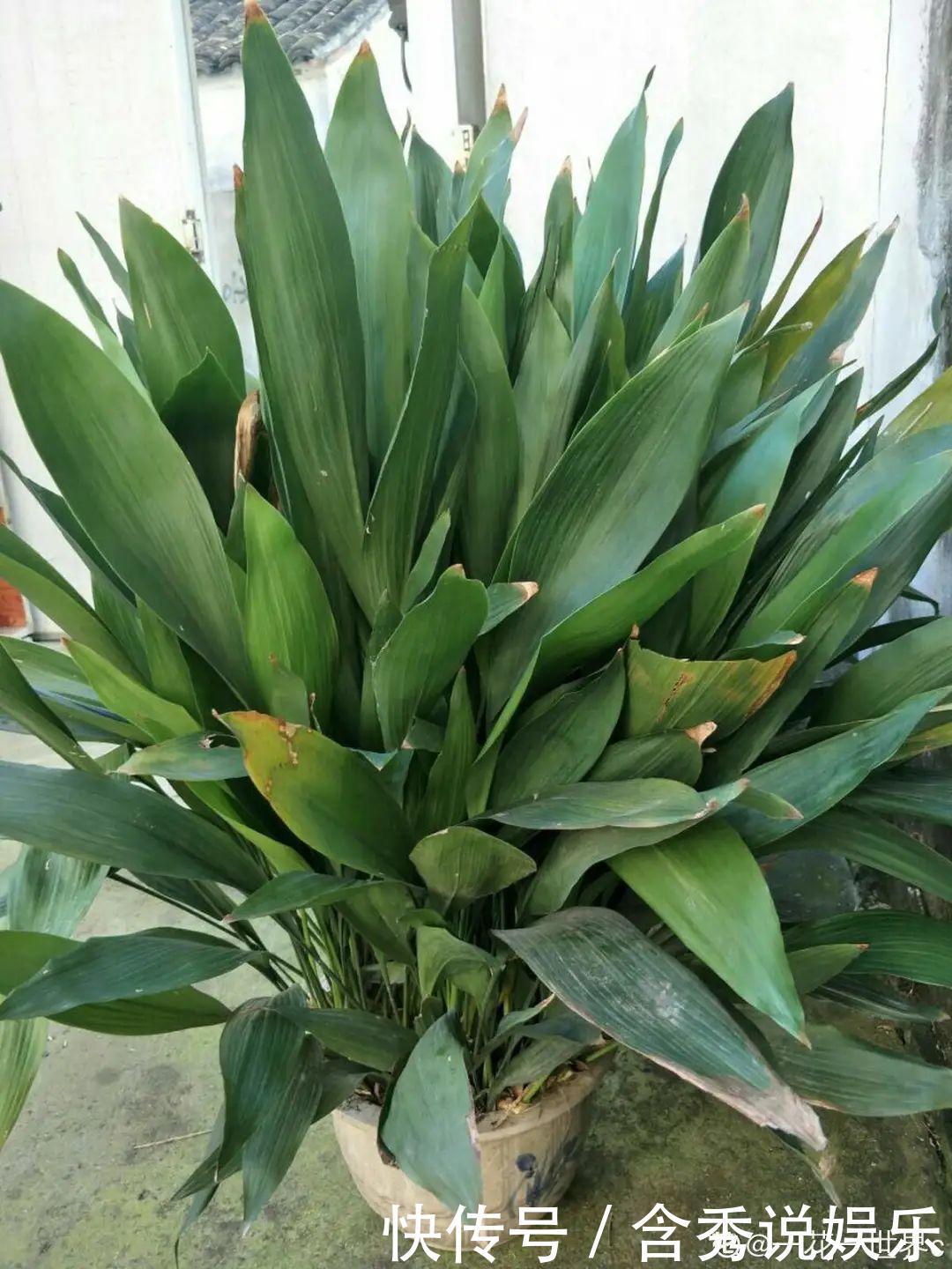 风信子|懒人适合养什么花,浇水少,不挑土,它比人还懒!