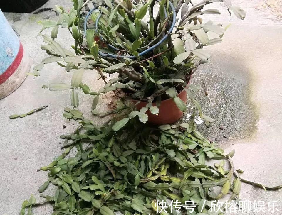 蓝雪花|9月给天竺葵剪个短发，过冬前就能窜叶子，明年春天开成大花球！