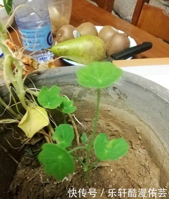 金丝荷叶花。不开花,看叶子也挺好看的