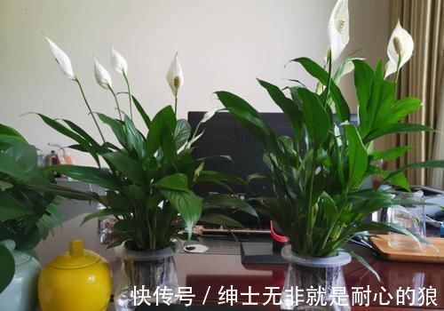 这些花超耐阴的,光照不好也能长出一片花海