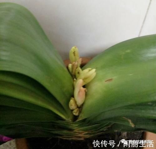 君子兰风信子夹箭不开花,简单1招,把花拽出来!