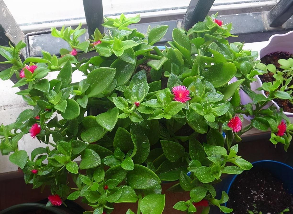 9种漂亮花，现在扦插“正当时”，喜欢别错过