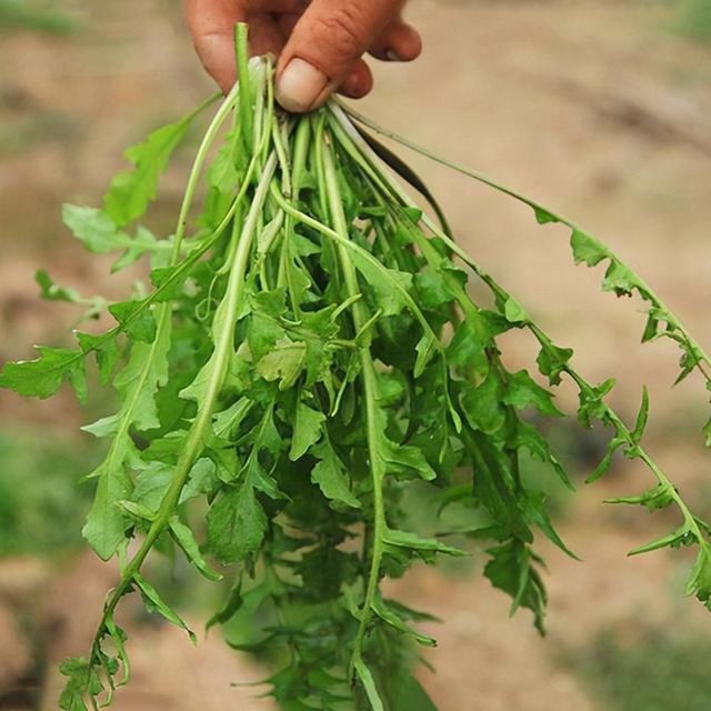 集市上遇到这菜千万别手软，一年只有3个月，营养丰富，脆嫩可口