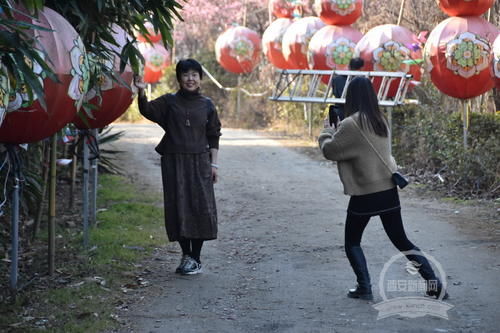 踏春赏梅 感受春的气息 鄠邑区多景区迎来赏春游客