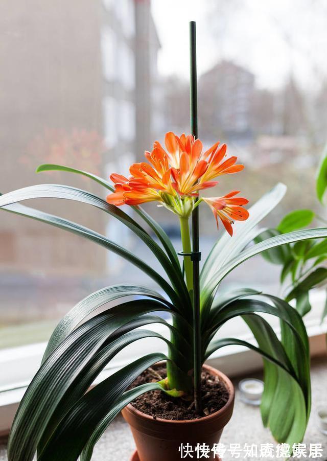 10大“吉祥花”适合养客厅，格调高，株型美，旺财又护家