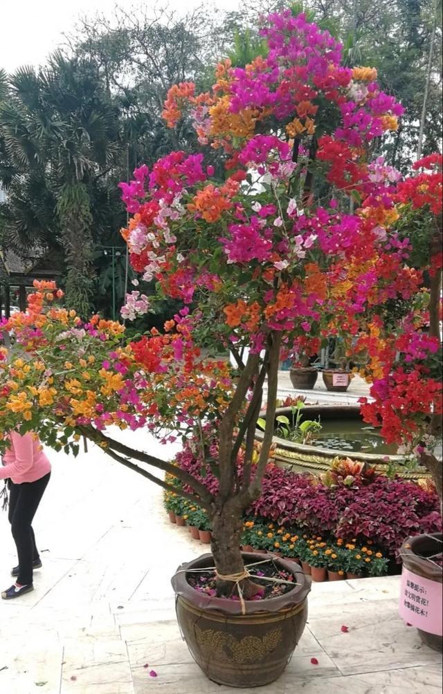 扦插|三角梅的养护大全摘光叶子，少浇水，使劲晒，开花爆满盆