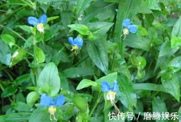 蛇莓|小时候常见又叫不上名的植物,终于知道叫啥了,太全了