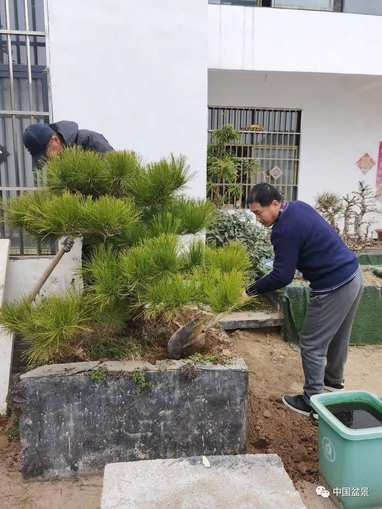  技艺|传播盆景技艺 相约千年古城