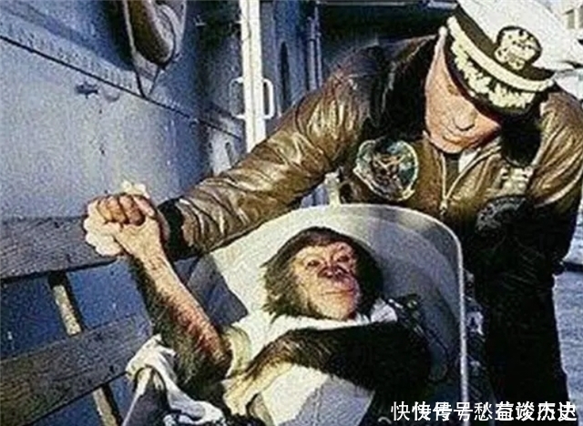 飞船 59年前,被美国送上太空的黑猩猩“宇航员”,最后结局如何?