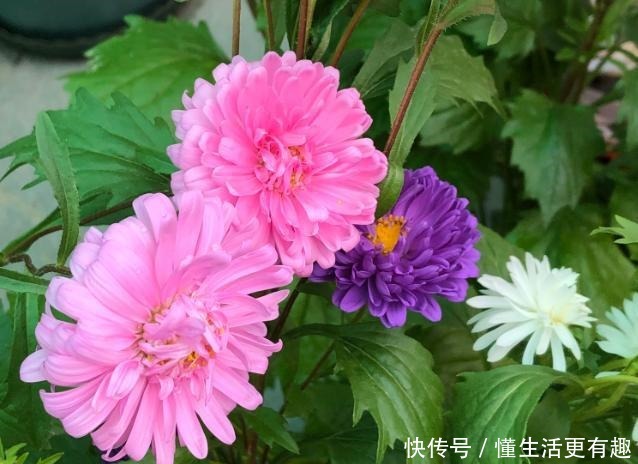 比月季还美的花，开花一大把，秋天正是欣赏季节！