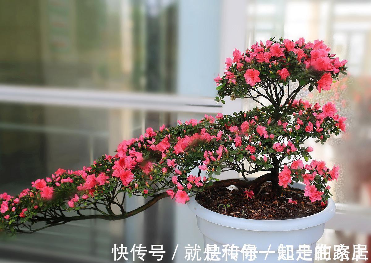 幸福树幸福树|喜欢养花,盆栽这6种植物得先“摸底”,弄清楚它们喜欢什么