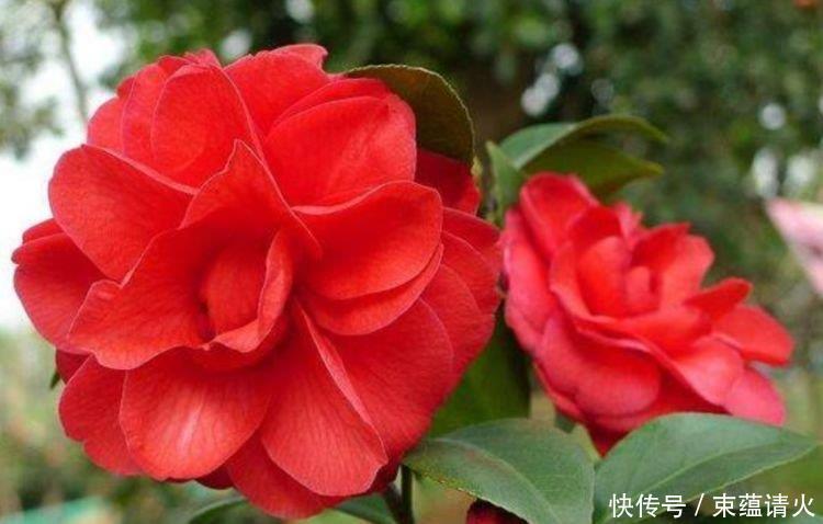 大色|4款艳美的花卉,花大色艳花期长,养客厅一盆,香飘四溢!