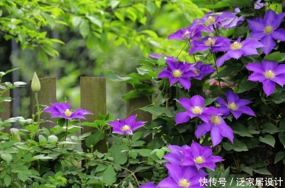 家有院子，就栽6种爬藤花卉，花期开成鲜花“瀑布”