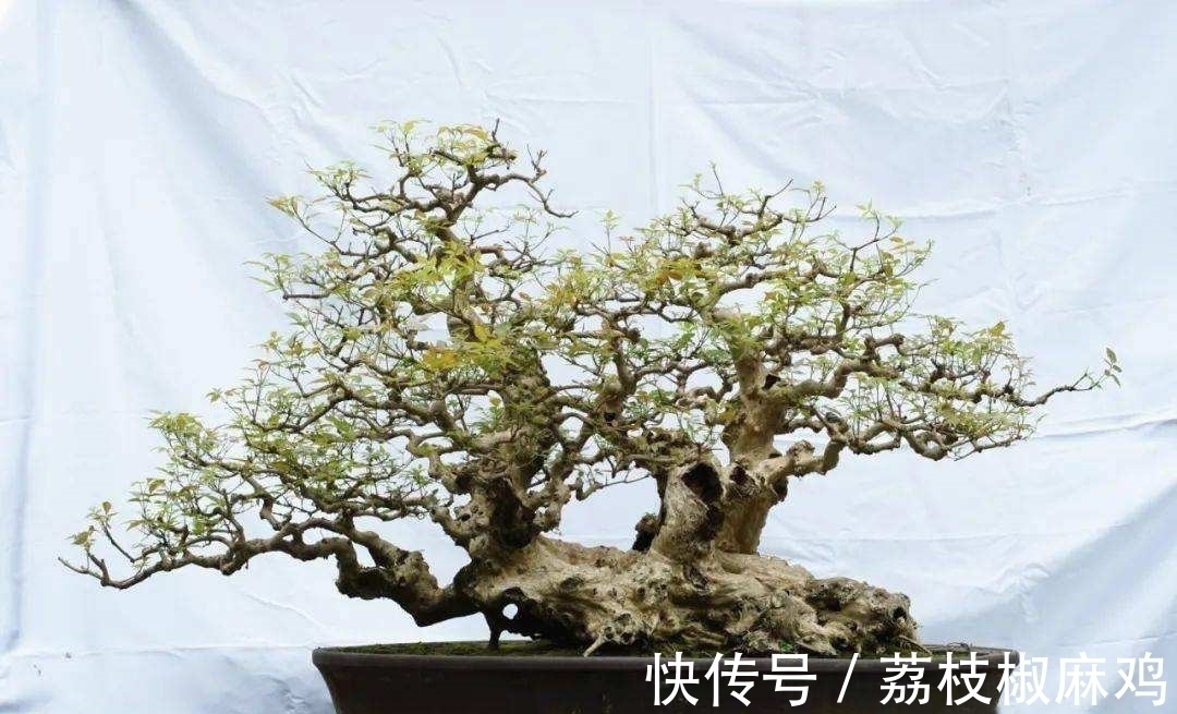 栽培|养花久了,可以栽培这6种树,培养成盆景,不仅好看,而且价值高