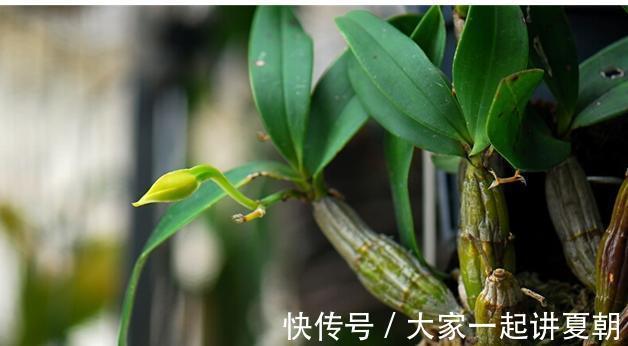 石斛|十肾九虚，用它泡水半月，一口气上10楼了，男女都实用，贼拉好