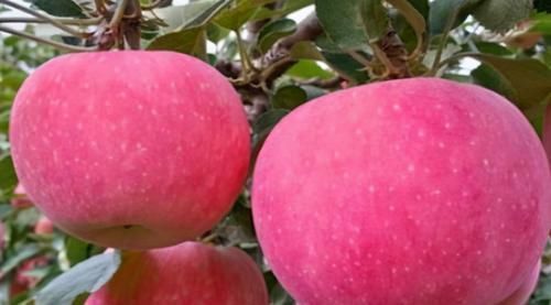 失眠|经常失眠、睡不着?3种食物睡前吃点,或许能提高你的睡眠质量