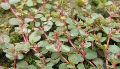 稀罕货|农村这个野菜能救命，人称“血见愁”，以前遍地有如今却是稀罕货