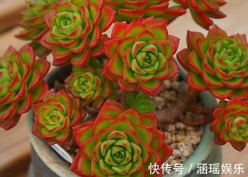 散射光|多肉蒂亚怎么叶插教你3个小步骤,叶插的蒂亚生根快长势旺盛