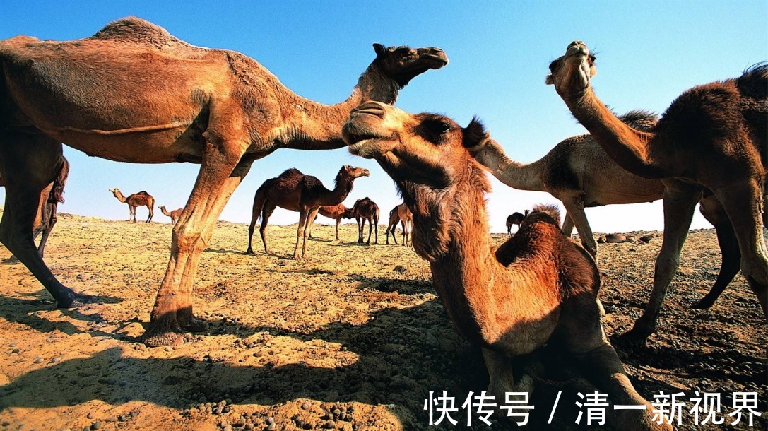 清皇陵$为什么元皇陵一个都看不见,明皇陵无一被盗,清皇陵却被盗多处