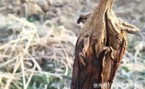 霜打过的菜为何甜这4种菜不怕冻,别错过最后一种,越冷越好吃