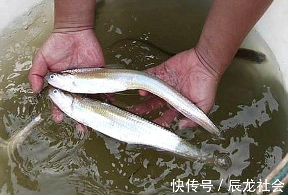 灭绝|这鱼以前泛滥成灾,如今却被人们吃到灭绝,一斤就要卖上万元!