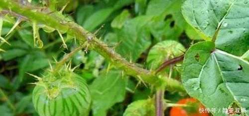 农村路边生长的“牙痛果”,能治牙痛,是珍贵草药,若遇到请珍惜
