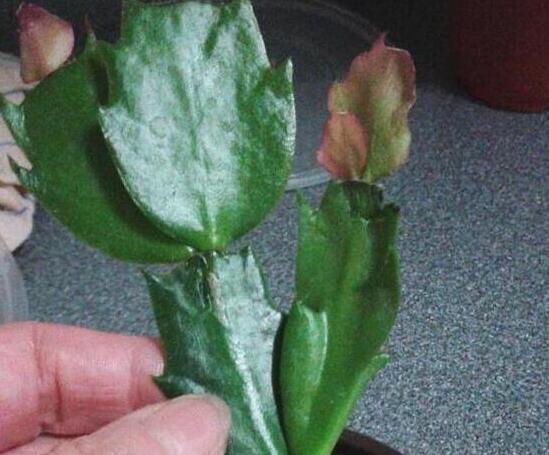 蟹爪兰不用买,剪片叶子,插“石头粒”中,7天生根插一盆旺一盆