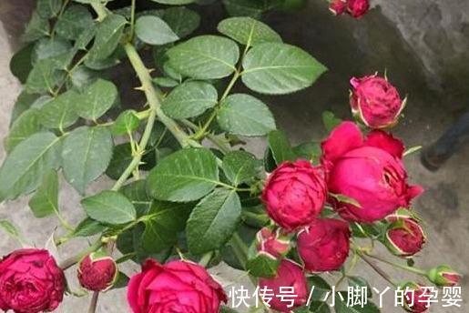 月季笋芽的分叉枝怎么修剪,三种方法,结果全然不同