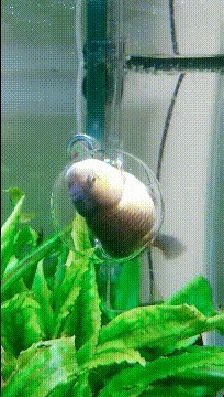 |搞笑GIF:鱼:只要功夫深,迟早有一天我会逃出去的