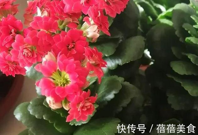 10大漂亮花，值得冬天养一盆，好养易开花，盆盆爆花