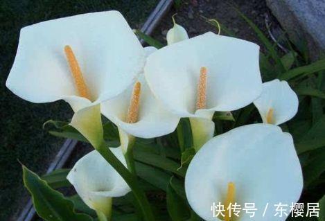 花型|从8月26日开始，家养此款花卉，养在家里，花型美丽