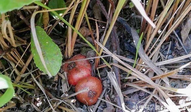 农村|果实长在泥土里,却香甜如蜜,如今农村少见,城里一斤卖70元