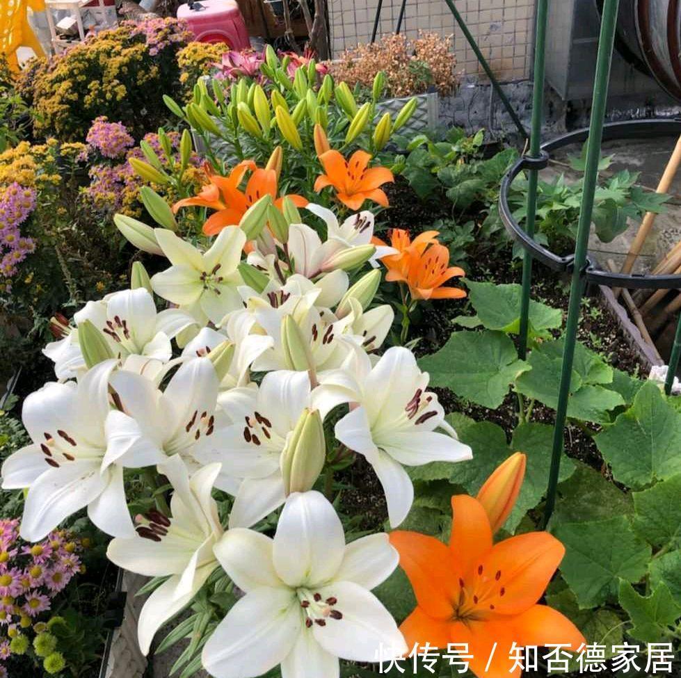 秋天|4种“香水花”,都是小球球,秋天种下,俩月就开花,满屋香水味