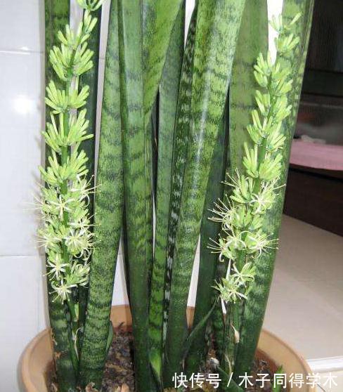 怎么才能让虎皮兰快速爆盆