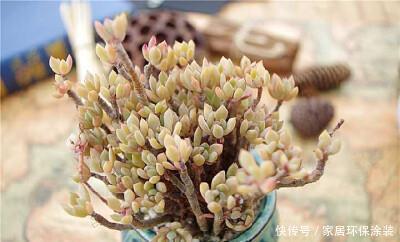 果冻色|多肉小美女,好看又好养,易群生长满盆,养成果冻色老桩!