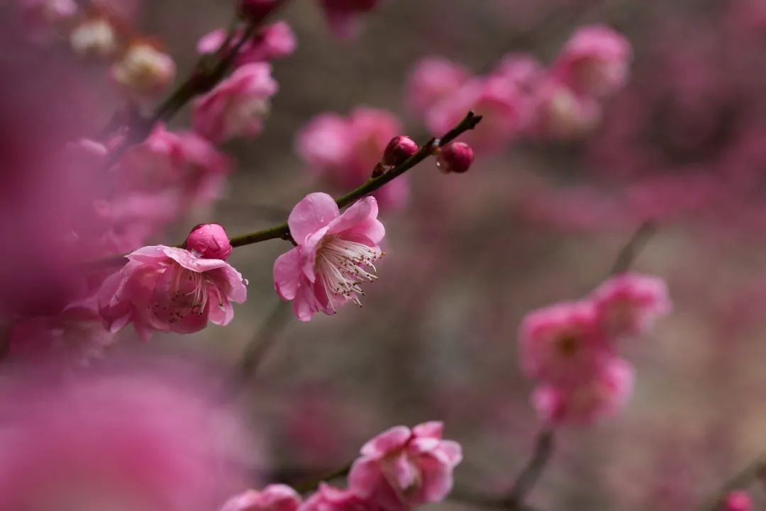 红梅&古诗词里的“梅花”，盛开在缙云仙都！