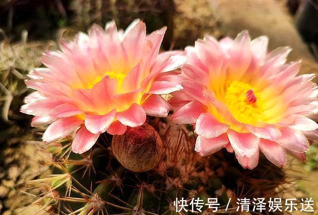 小齐|此花最适合“懒人”，花色品种多，开花特漂亮，只要避开“它”