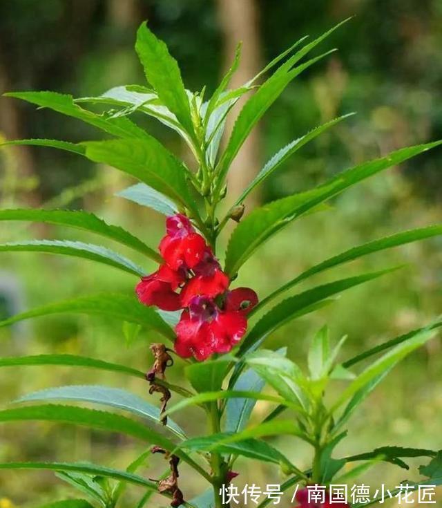 包红|小桃红呀小桃红:今夜轻轻眠,明晨可见奇?
