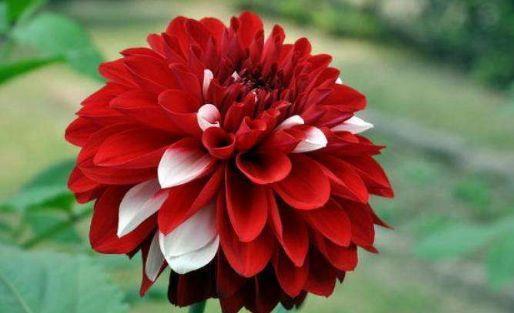 几款花卉对待新手很友好,不用操啥心,花开姿态万千