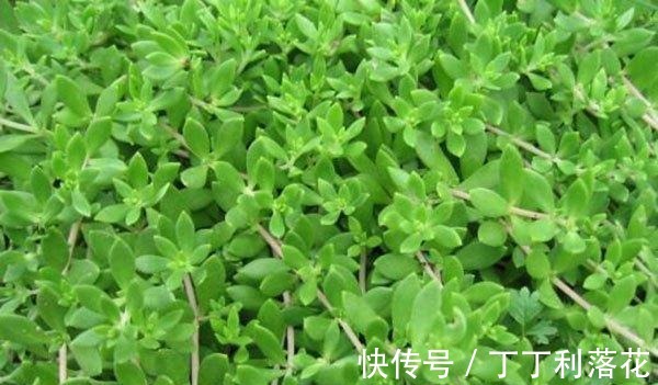 佛甲草|佛甲草能长多长！