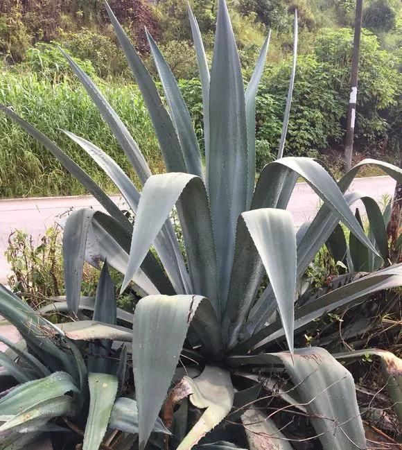 农村“穷养”多肉,一养一个大老桩,群生养爆盆