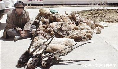 代价|拿破仑送给情妇的披肩，代价是20000条无辜的生命