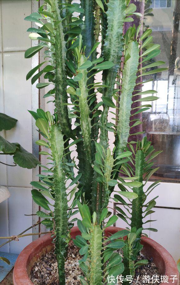 根系|7种大盆栽,冬天正“虚弱”,赶紧断水,多浇一杯水,灌死一大片