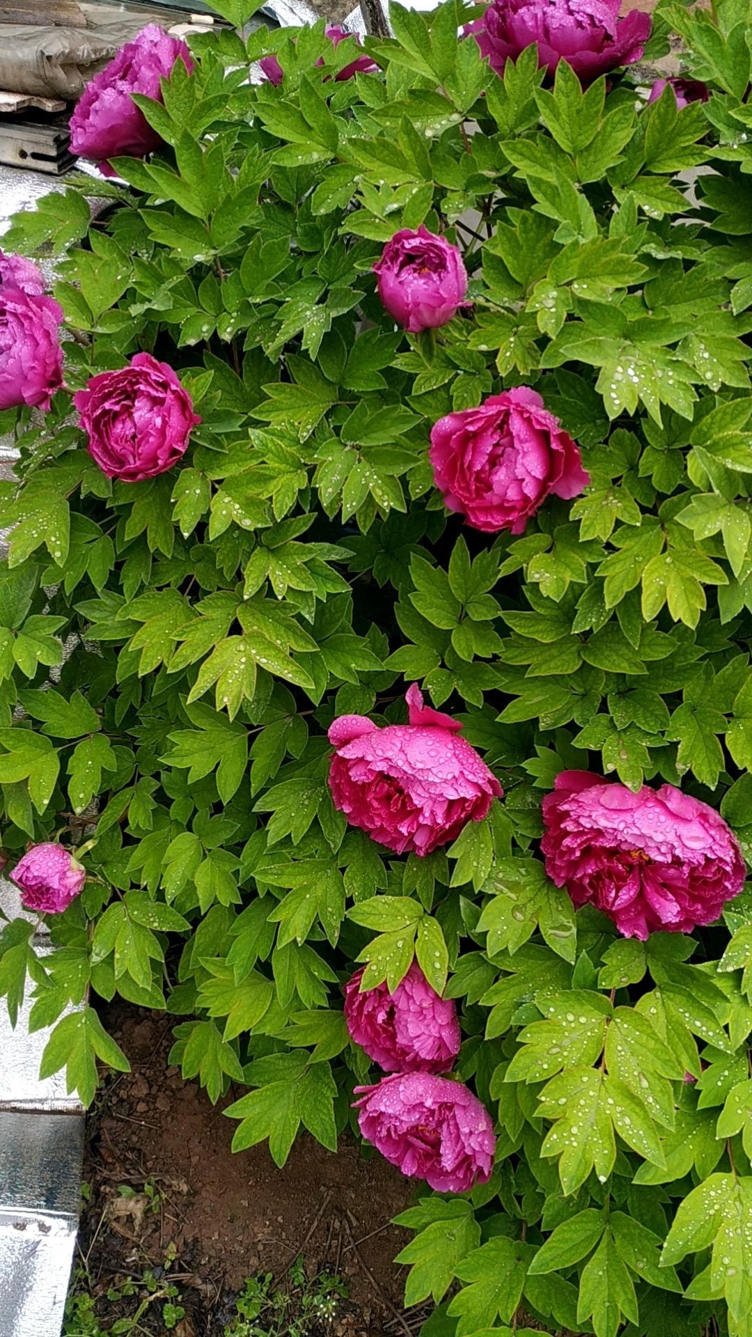 好兆头|天生“贵气命”的花,有钱人喜欢养,寓意好开花旺