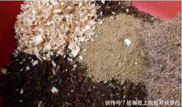 鸡蛋壳是宝贝,养花达人都在用,做成花肥养花,还能杀虫灭菌