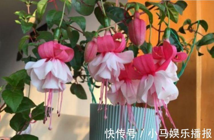 人养花,花也养人,家养4种花,开花爆盆很漂亮,越养越喜欢