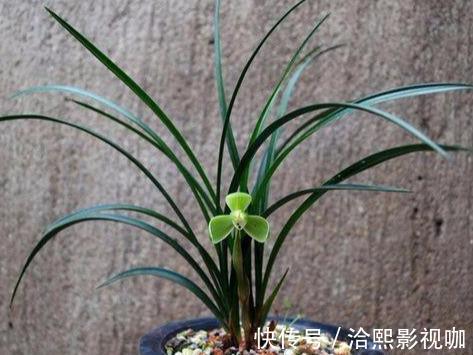 花莛|要把带花苞的兰花种活，要去“剪一刀”，不然就“悬”咯！