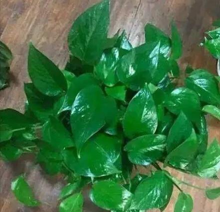 你用啤酒水、淘米水浇花快停下,正确方法没学会,浇1盆死1盆!