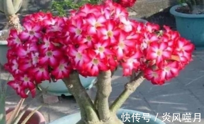 月季花|聪明人都养“5种花”,花开娇艳美不胜收,一年四季都赏花